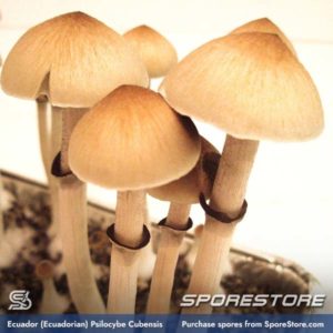 Buy Psilocybin Spores - SporeBank.com